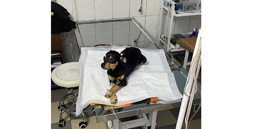 vetklonika zoodoktor